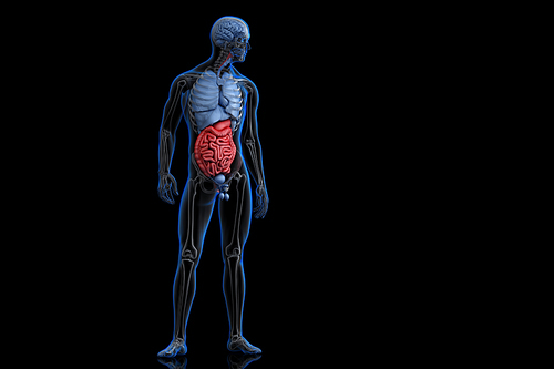 Illustration of human anatomy with highlighted digestive system. 3D illustration. Contains clipping path
