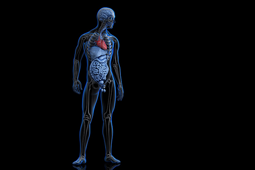 Illustration of human anatomy with highlighted heart. 3D illustration. Contains clipping path