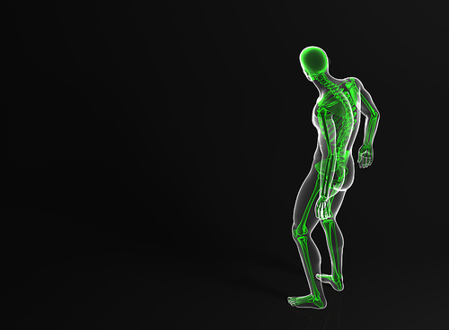 Skeleton. Rear view. Contains clipping path