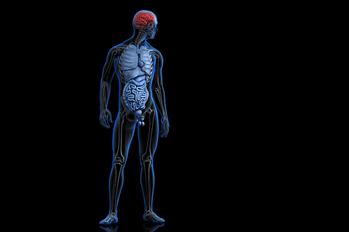 Illustration of human anatomy with highlighted brain. 3D illustration. Contains clipping path