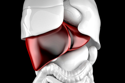 Human liver. 3d anatomical illustration. Contains clipping path.