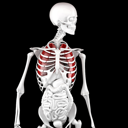 Human Male Anatomy. Skeleton and Highlighted Lungs. 3D illustration. Contains clipping path