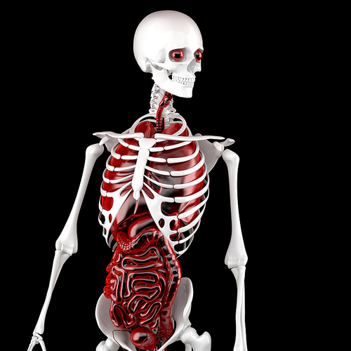 Male Human Anatomy. Skeleton and Internal Organs. 3D illustration. Contains clipping path