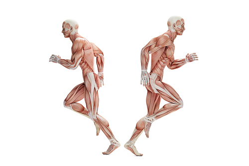 Anatomy of a runner. 3D illustration. Isolated. Contains clipping path