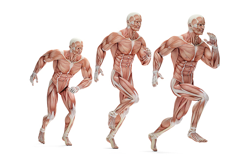 Running cycle. 3D Anatomical illustration. Isolated. Contains clipping path