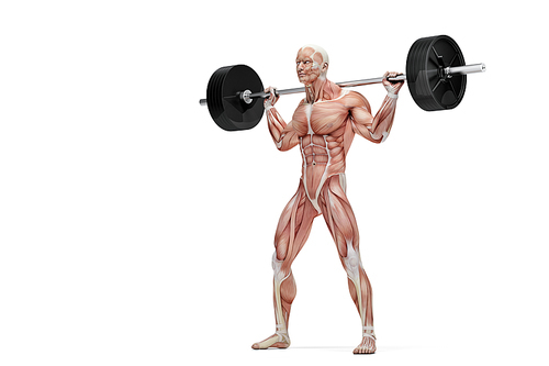 Barbell exercises. Anatomical illustration. Isolated over white. Contains clipping path