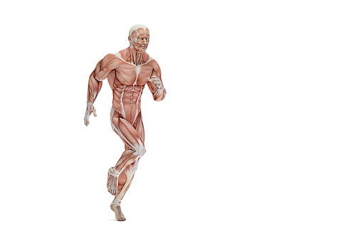 Anatomical illustration of a runner. 3D illustration. Isolated. Contains clipping path