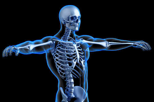 Human skeleton torso. Anatomical 3D illustration