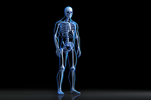 X-ray view of posing human skeleton. Anatomical 3D illustration