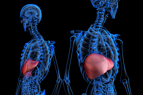 Human male anatomy with highlited liver. 3D illustration. Contains clipping path