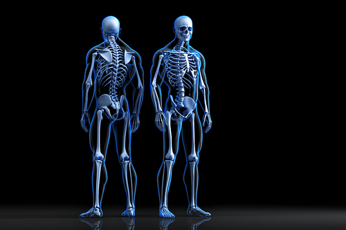Human Skeleton. Front and rear view. 3D illustration
