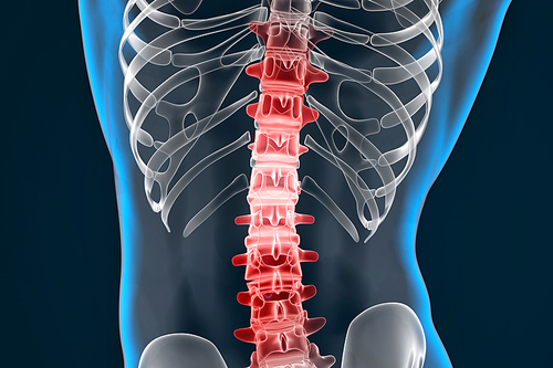 Highlighted spine. 3D illustration. Contains clipping path