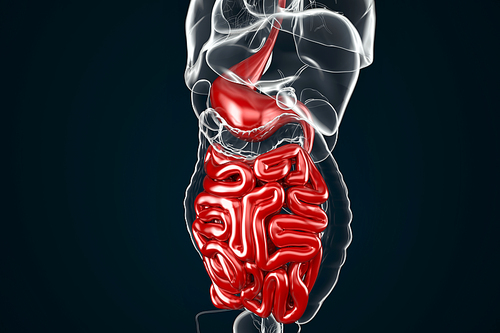 Human Digestive System Anatomy (Stomach with Small Intestine). 3D illustration. Contains clipping path