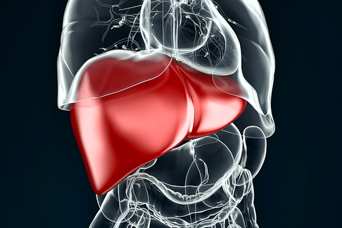 Human liver. 3D illustration