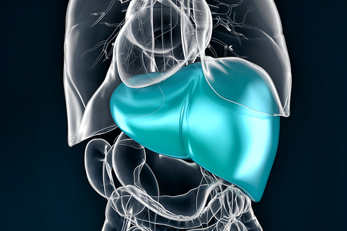 Illustration of human liver. Contains clipping path