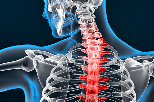 Illustration of human spine. Contains clipping path