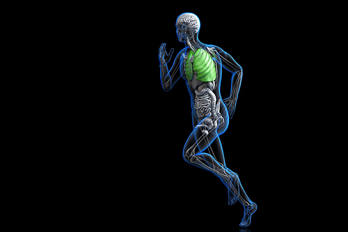athlete with highlighted lungs. 3D illustration. Contains clipping path