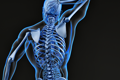 Male upper back and skeletal system. 3D illustration