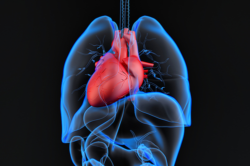 Human internal organs with highlighted heart. 3d illustration