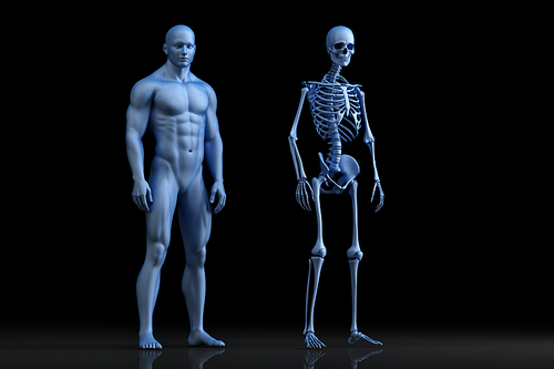 Male anatomy illustration. The Skeleton. 3D illustration