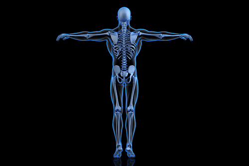 Human Skeleton. Back view