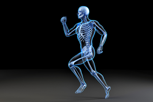 Running skeleton. Anatomical 3D illustration
