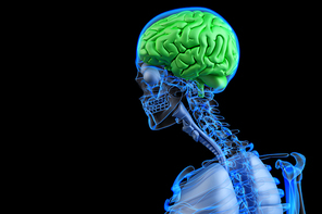 Healthy human brain concpet. 3D illustration
