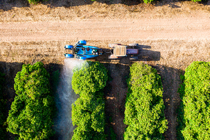 Tractor spraying insecticide or fungicide on orange trees. Overhead view