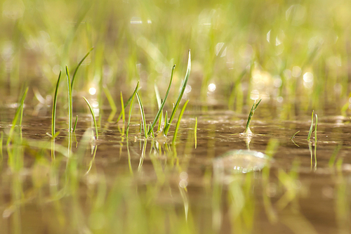 Swamp grass close up