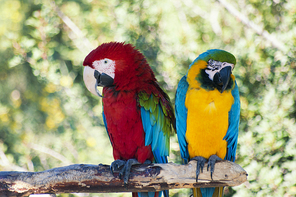 Laughing parrots