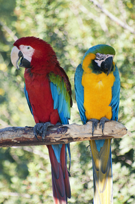 Two colorful laughing parrots