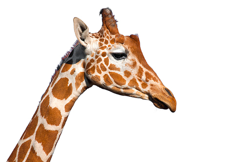 Giraffe head isolated