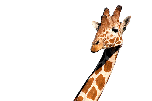 Giraffe head isolated on white