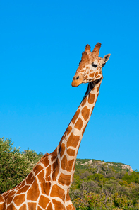 Giraffe's head against blue sky