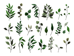 Collection of greenery leaves branch twig flora plants. Floral watercolor wedding objects, botanical foliage. Vector elegant  herbal spring illustration for invitation card