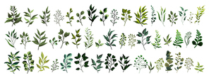 Collection of greenery leaf plant forest herbs tropical leaves spring flora in watercolor style. Vector botanical decorative illustration for wedding invitation card