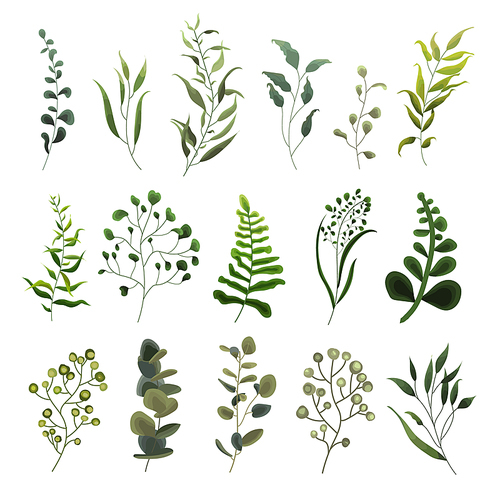 Collection of greenery leaf plant forest herbs tropical eucalyptus leaves spring flora in watercolor style. Vector botanical decorative illustration for invitation card
