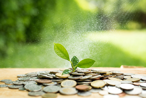 Young plant growing from heap of money (coins) - savings and investment concept