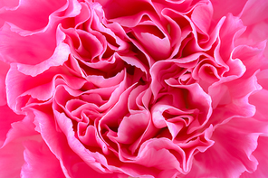Close up of beautiful pink Carnation flower
