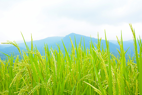 Green rice field on the hill