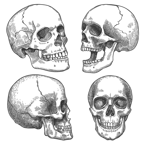 sketch skull. hand drawn anatomical skulls in different projection, monochrome  artwork, anatomy face halloween horror vector elements. engraved human skull with closed and open jaw