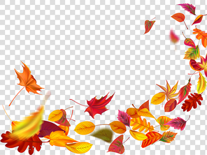 Autumn falling leaves. Leaf fall, wind rises autumnal foliage and yellow leaves. Maple tree gold fall, september autumn golden leaf trees border for school isolated vector illustration