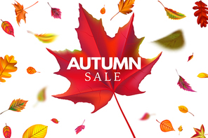 Autumn sale banner. Season sales template with falling leaves, fallen leaf discount and autumnal flyer. Seasonal autumns foliage promotion special price label background vector illustration