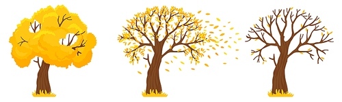 Autumn tree. Yellow leaves fall, trees with fallen leaves and orange leafs fly. Canada october and september autumnal season golden garden tree foliage isolated vector illustration