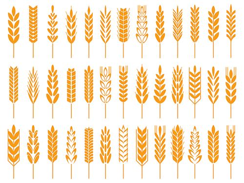 Wheat grain icons. Wheats bread logo, farm grains and rye stalk whole barley foods golden seed. Agriculture harvest crop ear oat field nutrition organic symbol isolated vector icon set