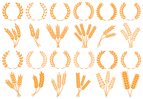 Wheat or barley ears. Harvest wheat grain, growth rice stalk and whole bread grains or field cereal nutritious rye grained agriculture products ear symbol. Isolated vector icons set