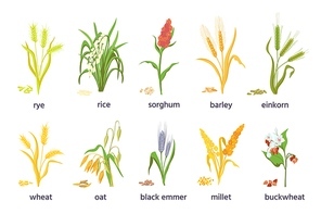Cereal agricultural plants, crop spikes, ears and grains. Farming millet, wheat, sorghum, rice, barley and oat spikelets and seed vector set. Illustration of crop harvest, cultivation rice and sorghum