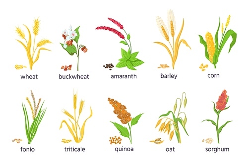 Cartoon farm cereal crops and grain grass plants. Agriculture corn, wheat, maize, buckwheat, amaranth and quinoa seeds and ears vector set. Illustration of grain and seed, barley and wheat
