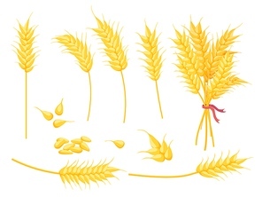 Cartoon ripe gold wheat plant, grain and ear. Yellow single spikelet, bouquet and seed. Farm crop, bakery and agricultural symbol vector set. Illustration of wheat grain, gold seed