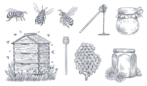 Honey bees engraving. Hand drawn beekeeping, vintage honey farm and honeyed bee pollen. Insect bee drawing, honeycomb and organic flower nectar jars. Vector illustration isolated icons set